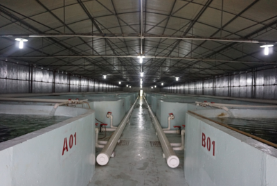 中山首次出口工厂化养殖海鱼 推动水产品国际化