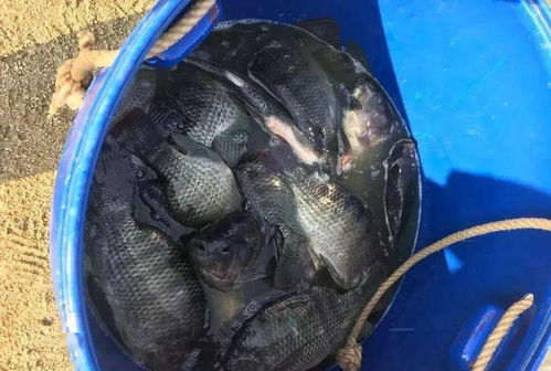 卫健委推荐水产品，新冠防范与营养健康首选