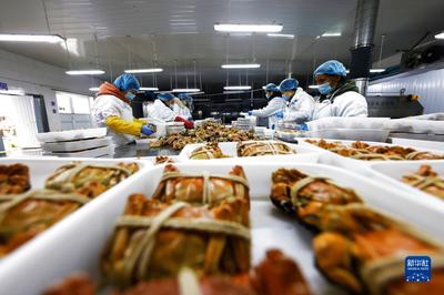 订单螃蟹加工忙 初级农产品产业链新活力