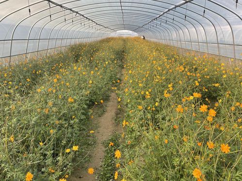 宿松以花为媒，助力乡村振兴的初级农产品发展路径