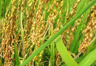 全球粮食价格持续走高 稳定粮价对各方的重要性