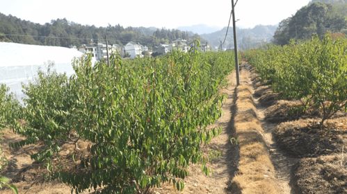 我市五家企业获评安徽省大学生返乡创业示范基地（初级农产品类）荣誉称号