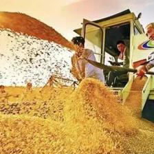 RCEP正式生效 为初级农产品带来的机遇与我国农业的应对之策